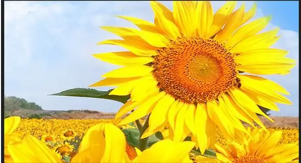 3d фотообои на заказ настенные росписи обои для гостиной подсолнечника Стерео ТВ