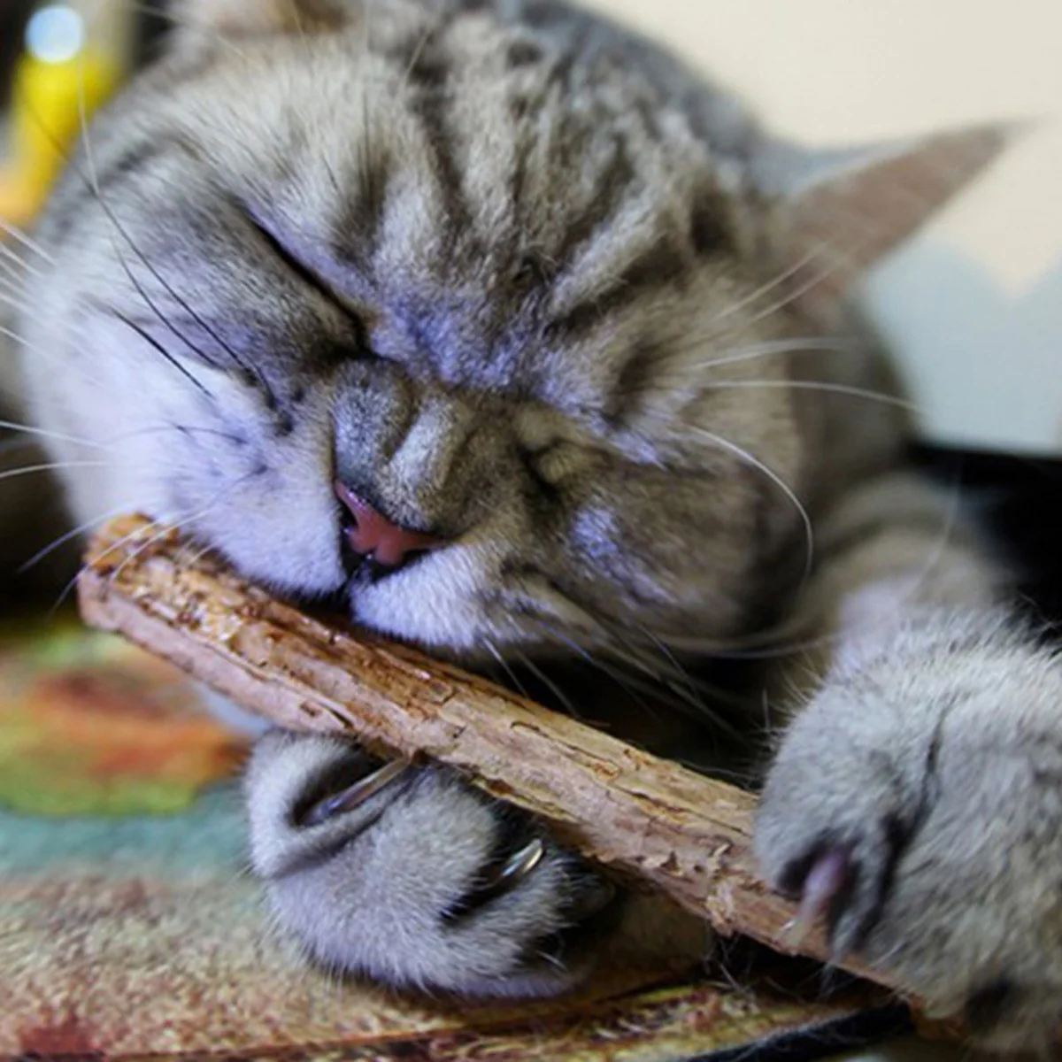 2PCS/5PCS Natural Matatabi Pet Cat Molar Toothpaste Stick Cleaning Teeth Snacks Sticks Supplies | Дом и сад