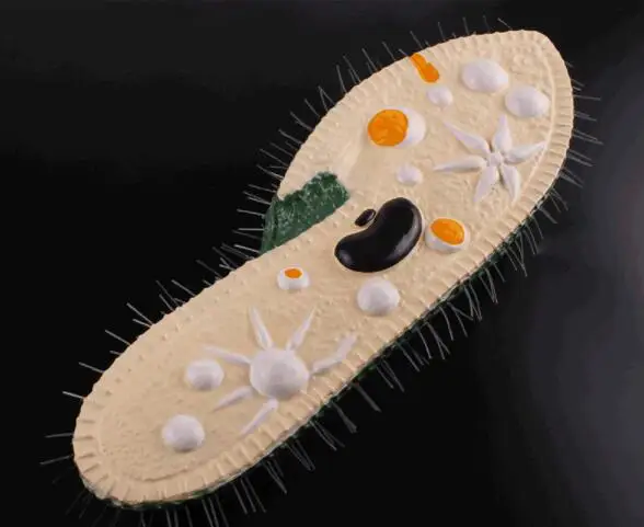 Модель Paramecium биологическая обучающая модель|Медицинская наука| |