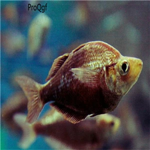 Набор 50 шт - Цвет: glossolepis incisus