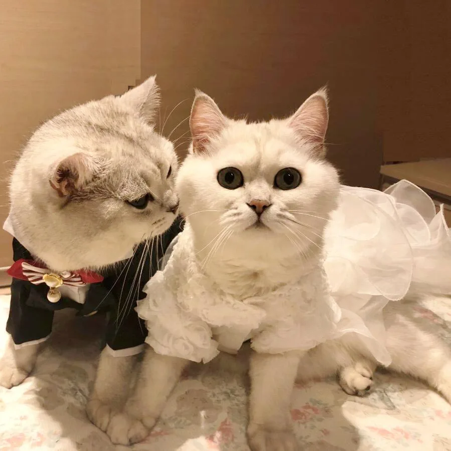 

NEW Small Cat Wedding Dresses Princess Dog Cat Skirt Pet Clothing Small Dog Clothes Tuxedo skirt for Bride Bridegroom