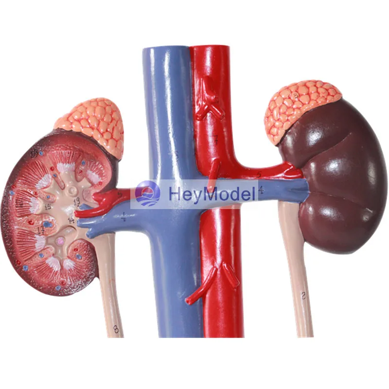 HeyModel Human модель мочевыделительной системы|system|system model |