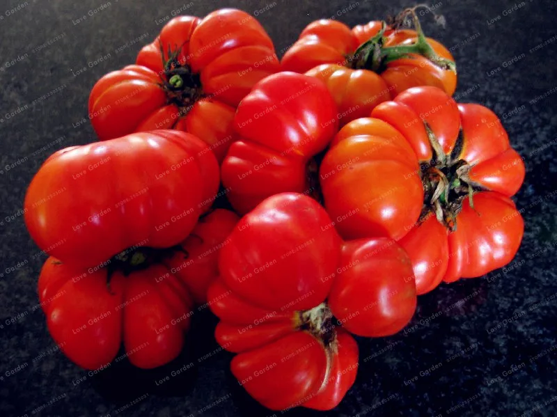 Гигантский Большой томат бонсай очень большой вкусно органического помидора еда