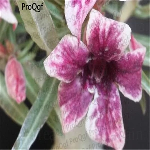 Ngryise 5 шт. набор Adenium obesum пустынная Роза