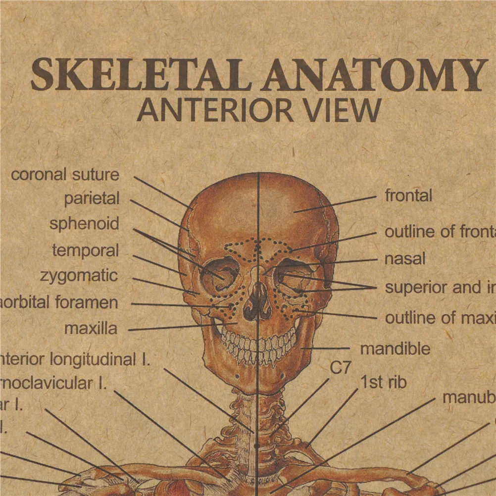 Домашний Декор наклейки Скелет структуры тела нервная система Наклейка на стену