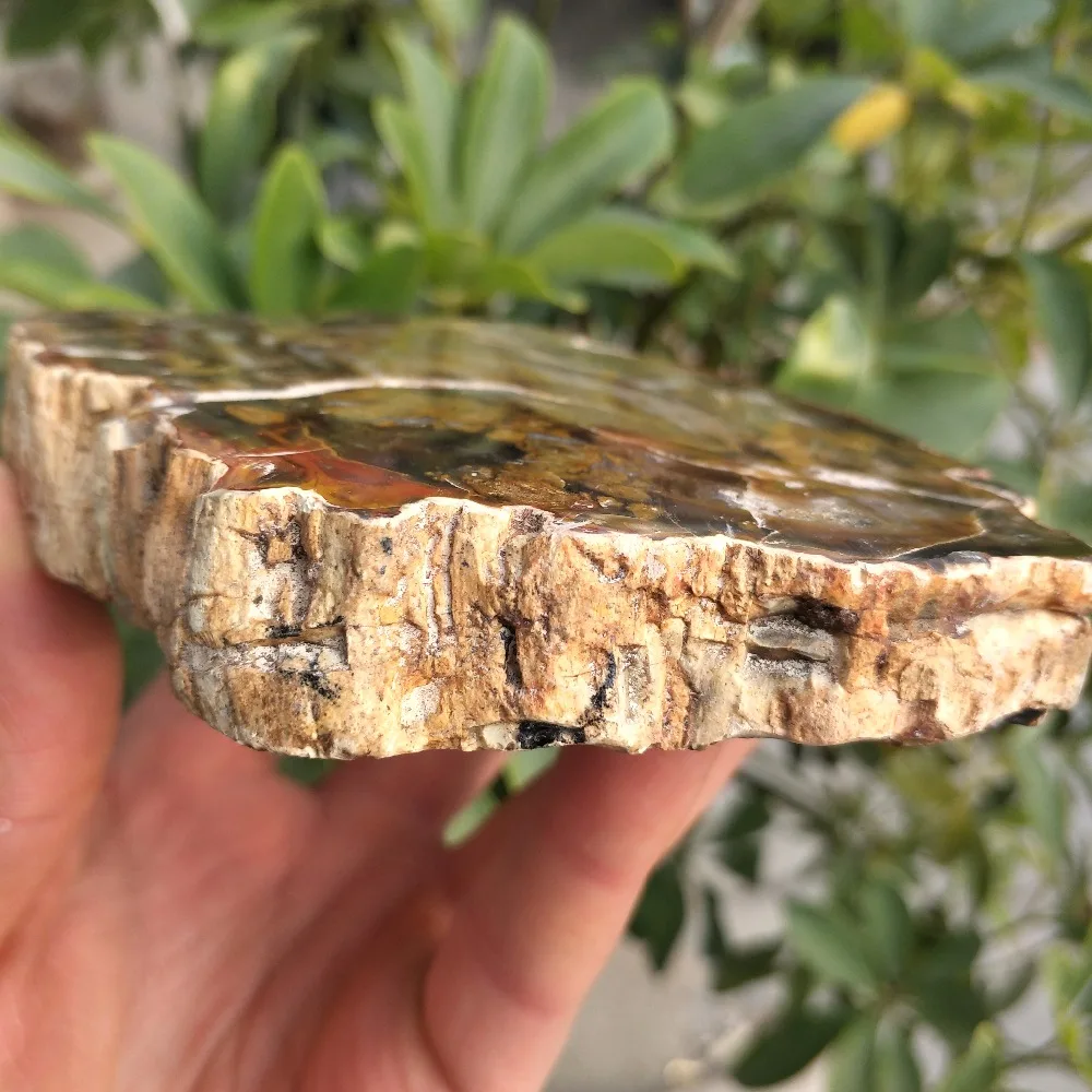 10 см натуральное полированное дерево fossil slab грубый кусок камня образец|Камни| |
