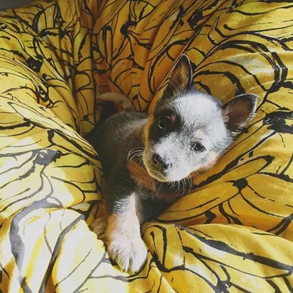 Ленивый банановый мешок диван детское сиденье погремушка детский для детей