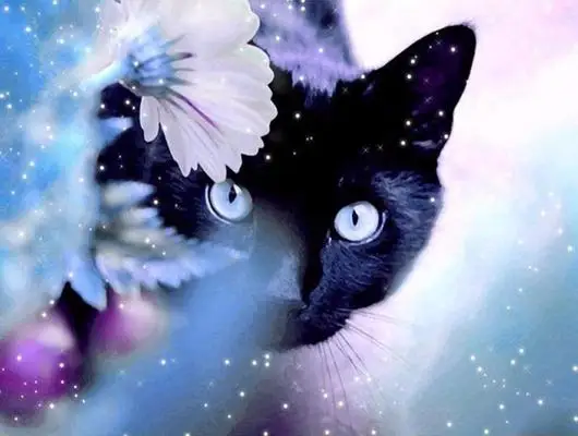 Magical Black Cat Diamond Painting | Дом и сад