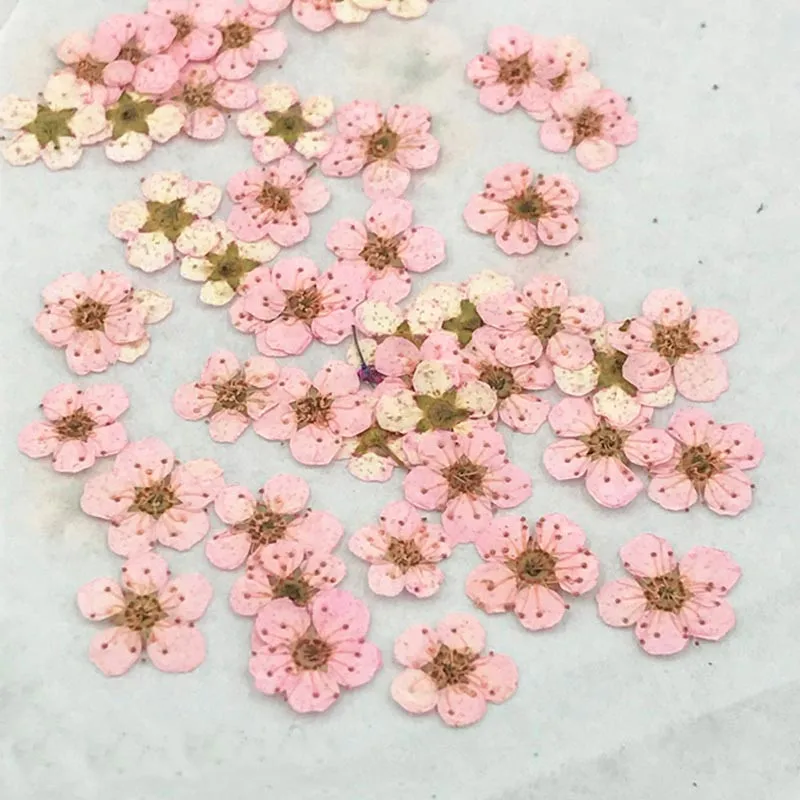 2018 маленькая звезда цветок ручной работы DIY Натуральные сушеные цветы сушеный
