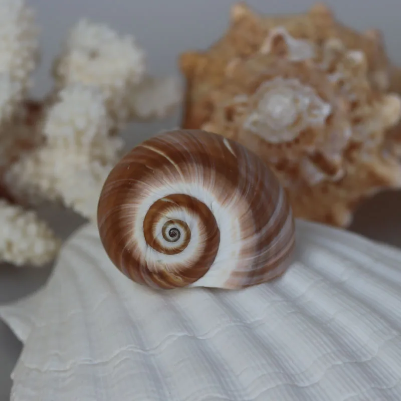 Бесплатная доставка (10 шт./лот) нефритовый раковины кошачий глаз и украшение для