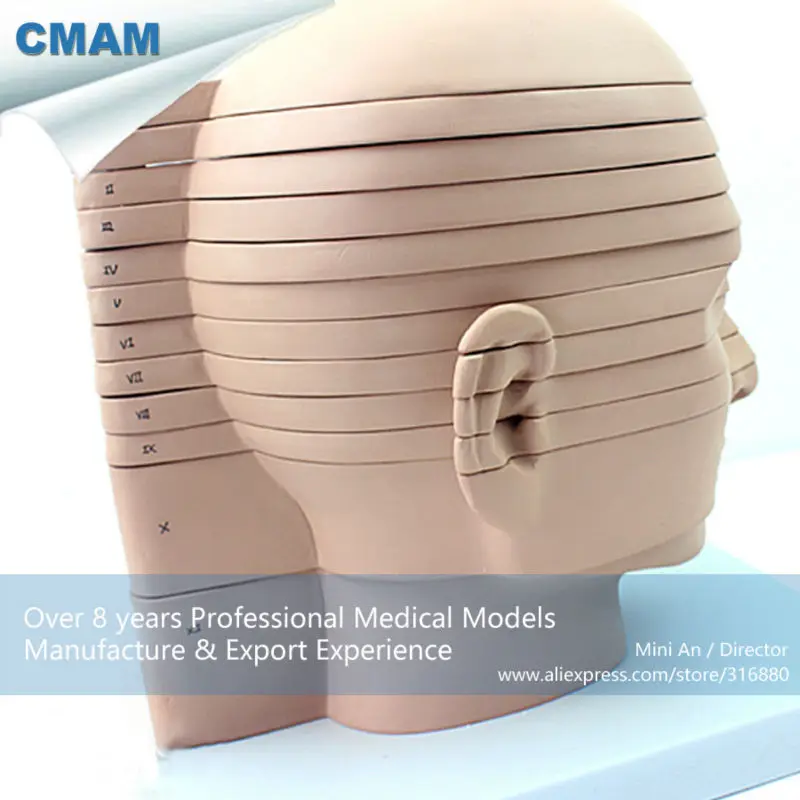 CMAM-BRAIN01 Человеческая Голова Горизонтальное Сечение Анатомическая Модель