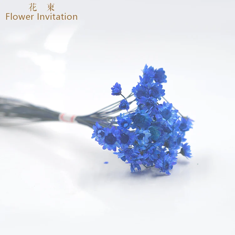 royal blue 50 Цветок приглашение качество звезда Хризантема DIY настоящий цветок образец растения маленький Zou Ju Xiao Xinghua посылка 50 - Цвет: royal blue 50