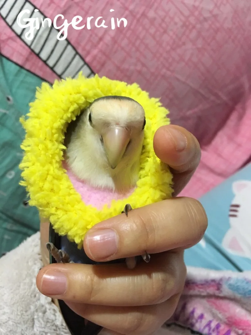 Gingerain одежда с птицами parrot's hair-proof collar small Elizabeth Circle