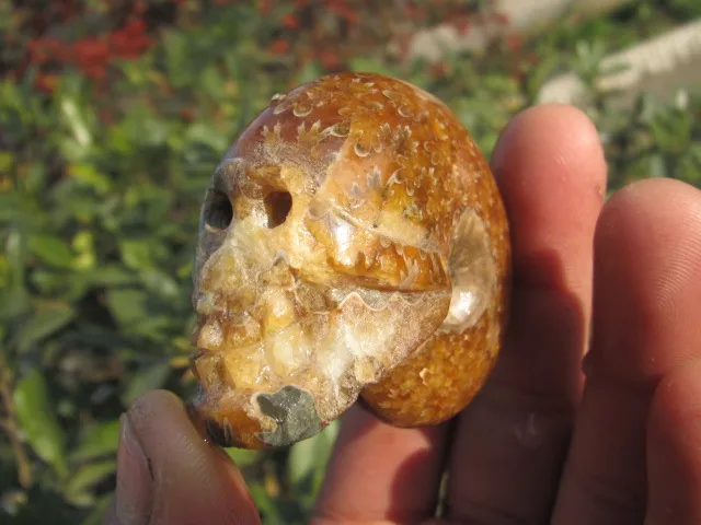

114g Madagascar natural mineral fossil specimens, conch carved skull healing
