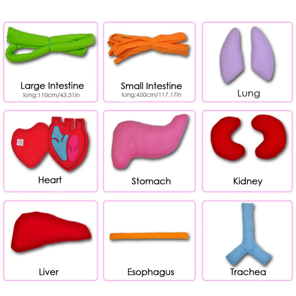 

Educational Apron Toy for Children Kindergarten Educational Viscera Teaching Utensil Kid Intellectual Development 3D Organ Apron