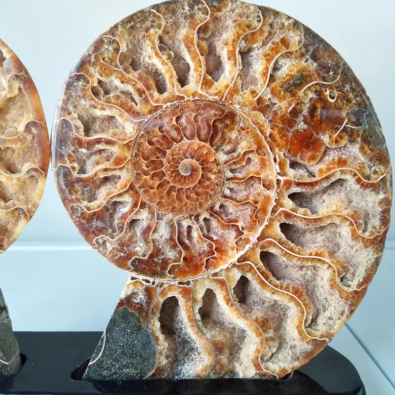 Природный камень раковины fossil минеральный образец домашнего украшения каменная коллекция fossil