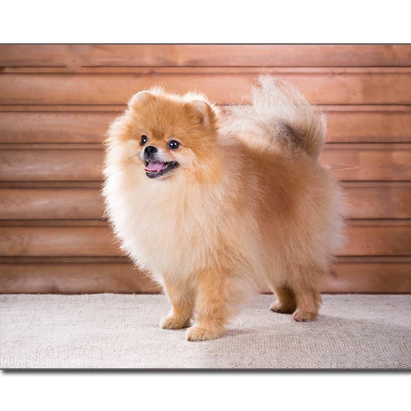 Набор для алмазной вышивки Померанский дальномер крестиком 5D гостиной | Дом и сад