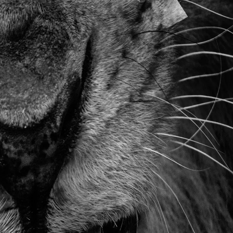 Фотообои на заказ 3D Фотофон с изображением Льва бар КТВ оригинальное