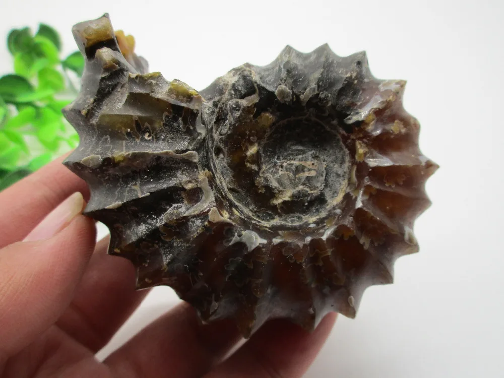 Очень большой! Натуральные камни редкие полированные козий гудок douvilлеeras