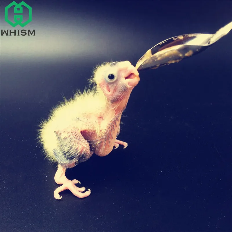 WHISM, нержавеющая сталь, кормушки для птиц, волнистый питатель, ложка для кормления попугая, молочный порошок, ложки для домашних животных, товары для птиц, инструменты для кормления воды