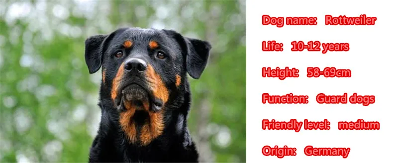 Милый ротвейлера ожерелье собака животное кулон покрыто золотом серебром