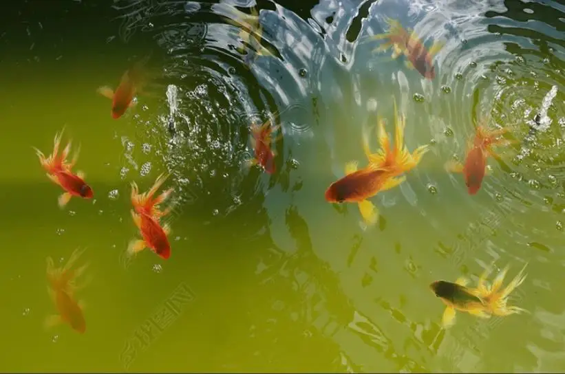 Детская комната 3d полы фото обои рыбы школы гостиной ПВХ водонепроницаемый настроить 3d пол живопись