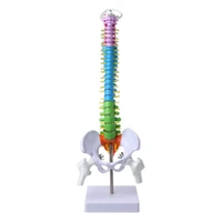 45cm removable human spine model spinal column vertebral lumbar curve anatomical medical teaching tool