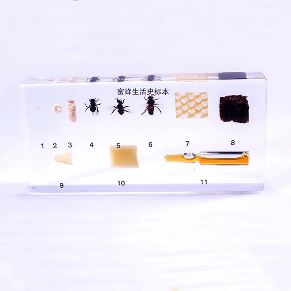 

Life Cycle Of The Bee Specimens In Clear Lucite Educational Instrument