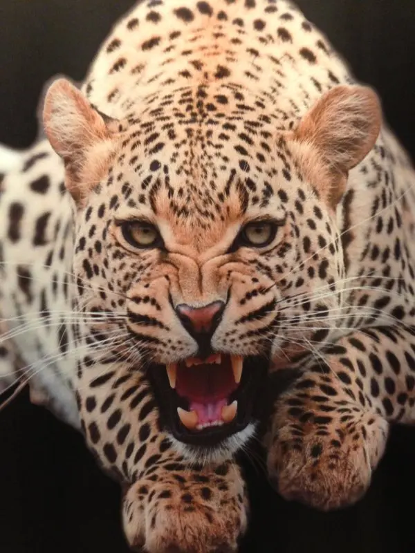 3D печатных Толстовка рев с леопардовым принтом для мужчины и женщины бесплатная