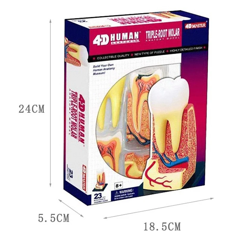 

4D Tooth Intelligence Assembling Toy HumanOrgan Anatomy Model Medical Teaching DIY Popular Science Appliances