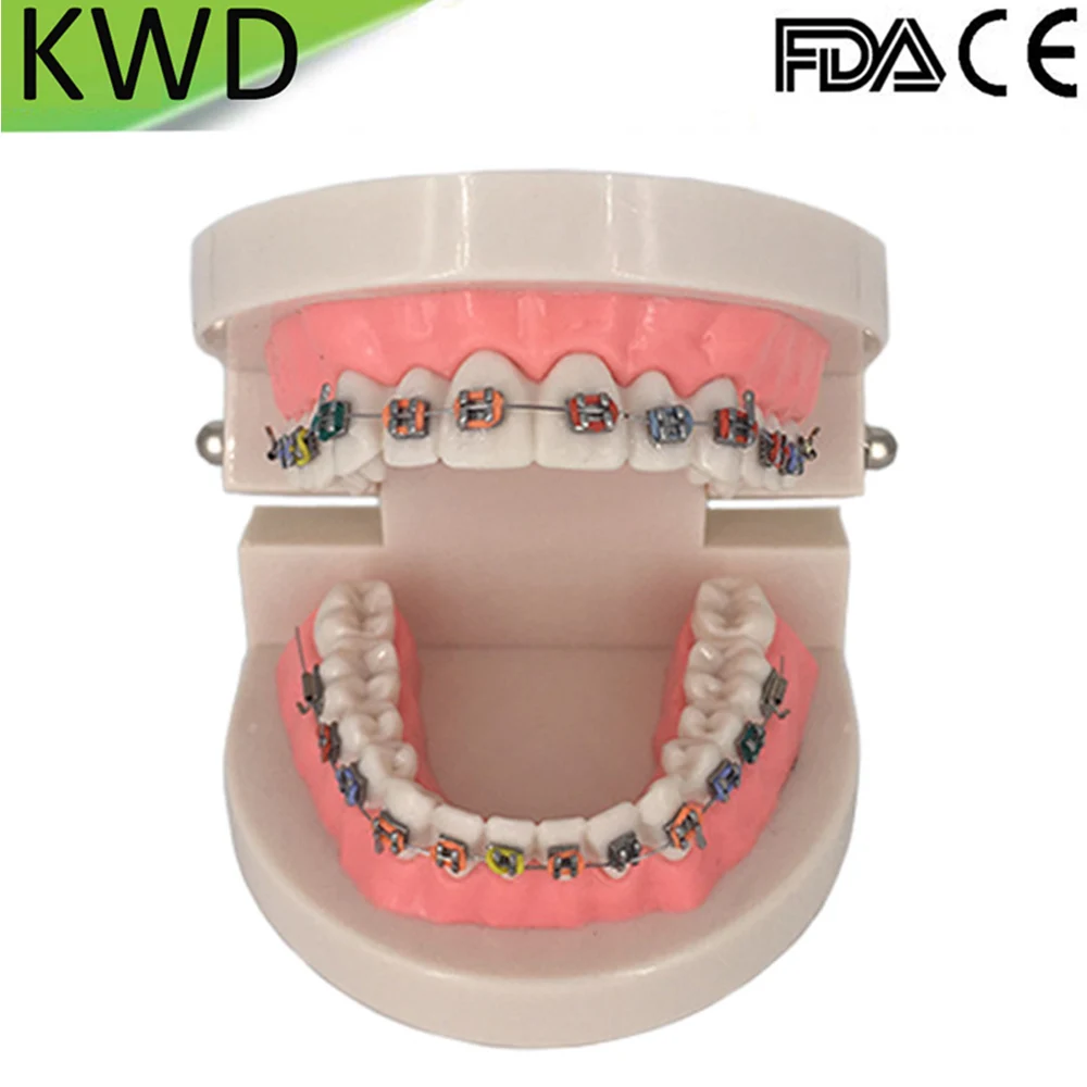 Orthodontic Teeth Model Pink Teaching Demonstration for Students Dentist | Красота и здоровье