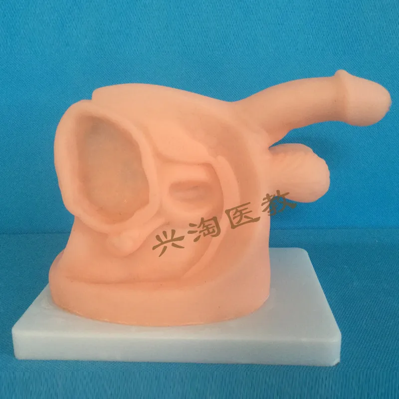 Модель анатомии гениталий мужчин и женщин демонстрационная модель