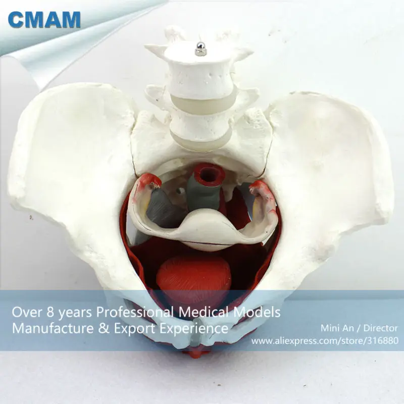 CMAM/12344 таз, женский, репродукции органов, пластиковый таз медицинская анатомическая модель человека