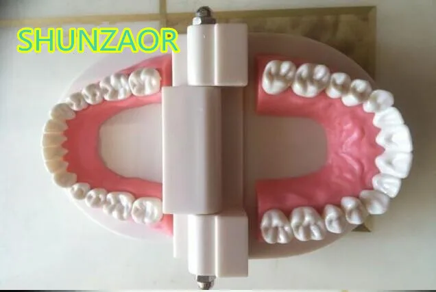 Стандартная модель обучения зубам гигантская и ребенка Учебная для медицинского