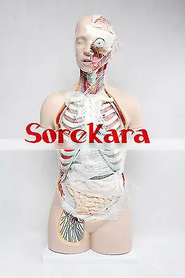 85 см анатомии человека Средства ухода за кожей магистрали разрез Органы