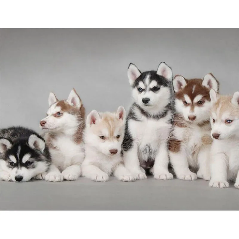 5d алмазная живопись сделай сам вышивка крестиком узор хаски рукоделие