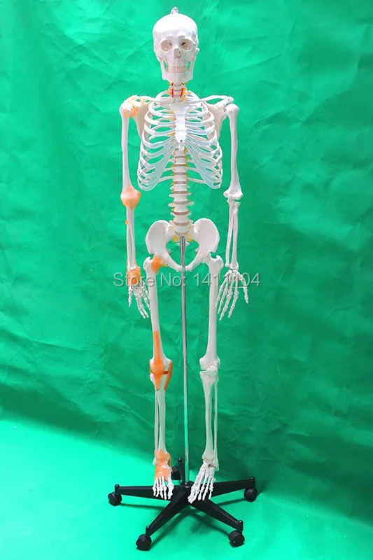 Free shipping&amplife - size human bone skeleton model 170cm with ligament Whole Medical teaching | Канцтовары для офиса и