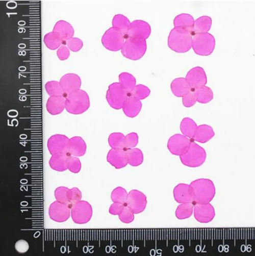 60 шт. Цветочная фотография 1-3 см | Дом и сад