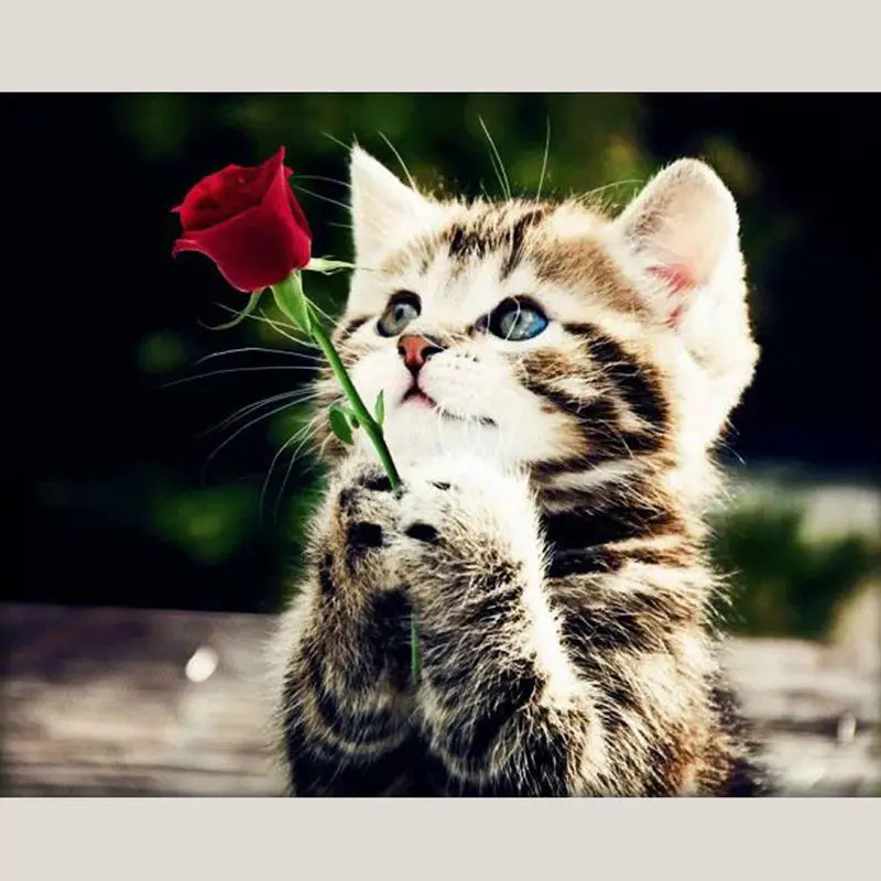 Сделай Сам рукоделие алмазная живопись вышивка крестиком милый кот роза детская