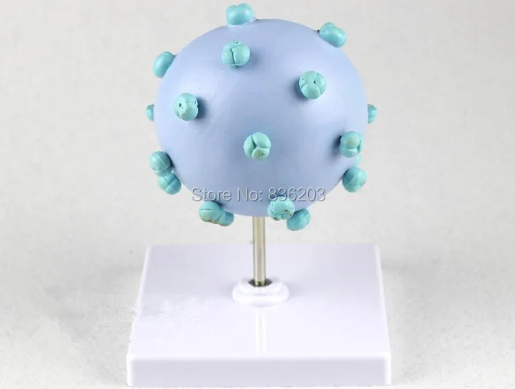 Увеличенная модель анатомического СПИДа и вируса медицинская анатомическая