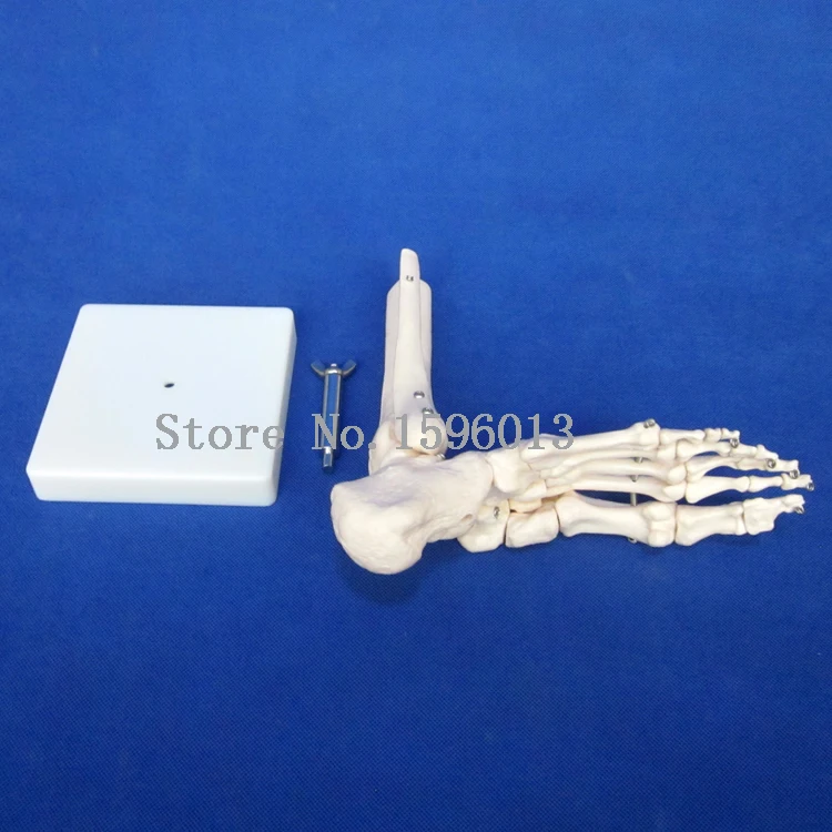 Популярная модель ножного сустава в натуральную величину скелета для ног|model