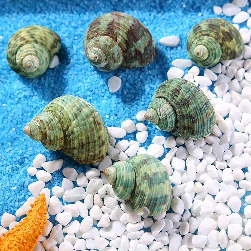 Happy Kiss 30pcs 2-3cm Sea natural conch green sea shell decorates aquarium to place article | Дом и сад