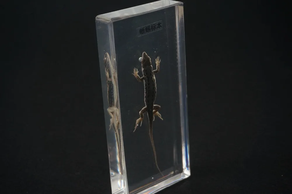 Настоящие образцы ящерицы в прозрачный люцит блок образовательное