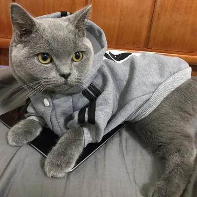 Модная одежда для кошек, куртки для кошек, куртки для кошек, толстовки для собак, теплая одежда для домашних животных, британский короткий костюм для кошек, A-278 - Цвет: style 2
