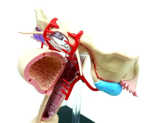 4D мастер медицинский человеческий череп анатомическая модель скелета Женская