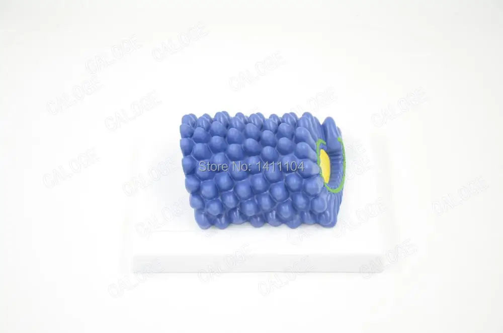 Бесплатная доставка микробиология модель baculovirus adenovirus phage ВИЧ медицинские