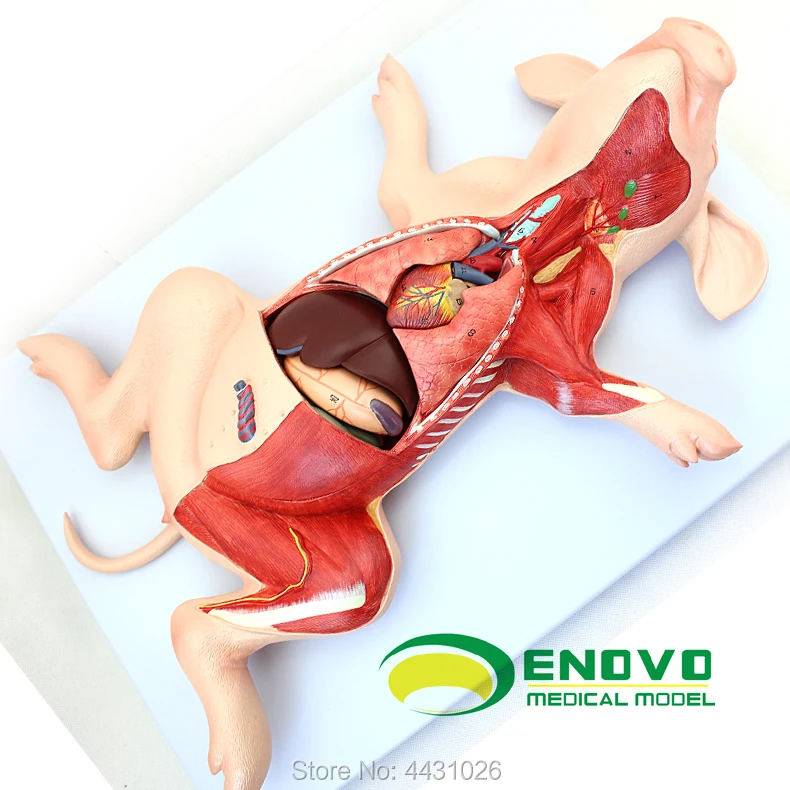 ENOVO Anatomy of porcine anatomy of porcine porcine anatomy of pig organs motivational anatomy