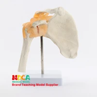 functional shoulder bone model teaching medical joint scapular model medical teaching mgj003