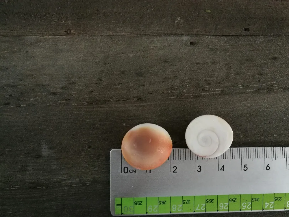 100% натуральные мелкие части морских коньков (большие и маленькие) идея для