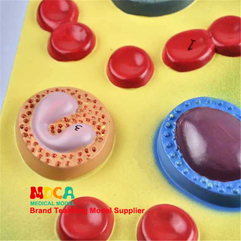 

Medical Model Medicine Teaching MXXB001 for Hematological Anatomy Model Cell Model
